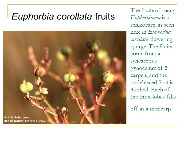 The fruits of many Euphorbiaceae is a schizocarp, as seen here in Euphorbia corollata,